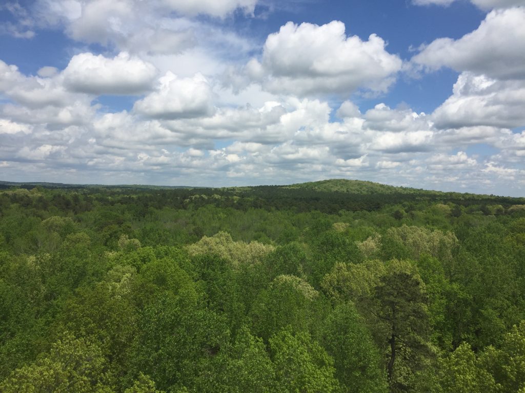 view of forested landscape from a tower