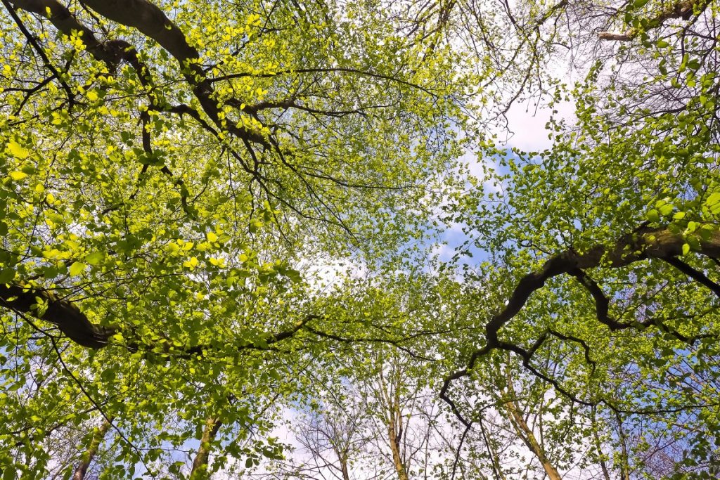 looking up at trees