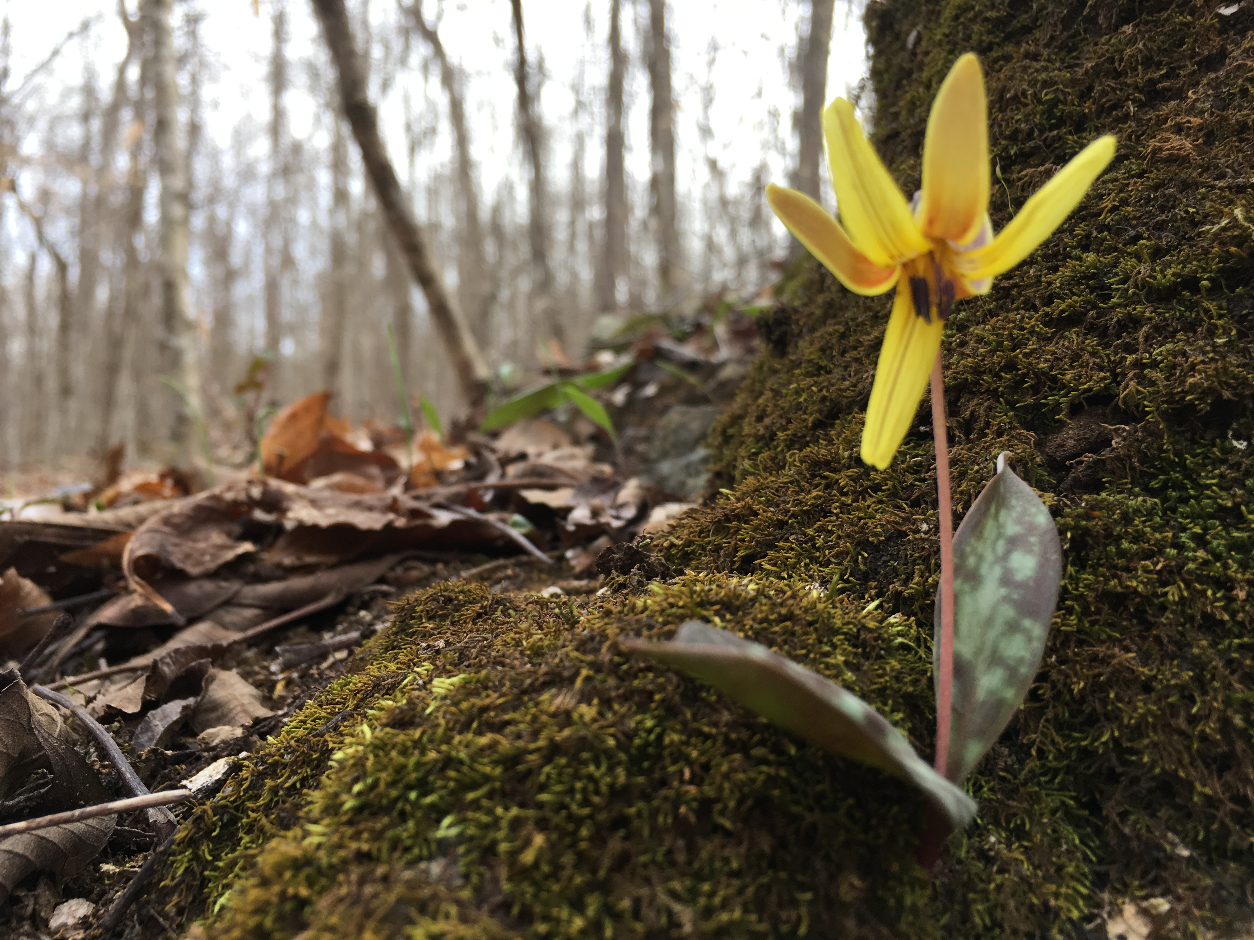 2019 Spring Flora & Fauna Tour