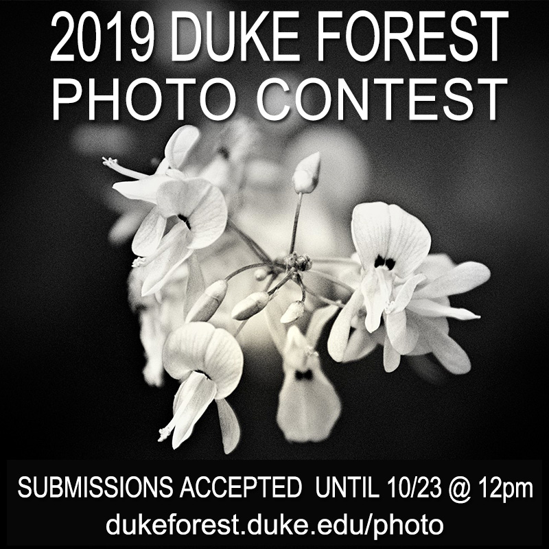 photo contest flyer, picture of flower with contest info text overtop