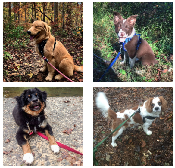 Collage of dogs on leashes