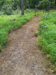 trail through vegetation created with herbicide