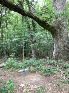 rope swing hanging from tree