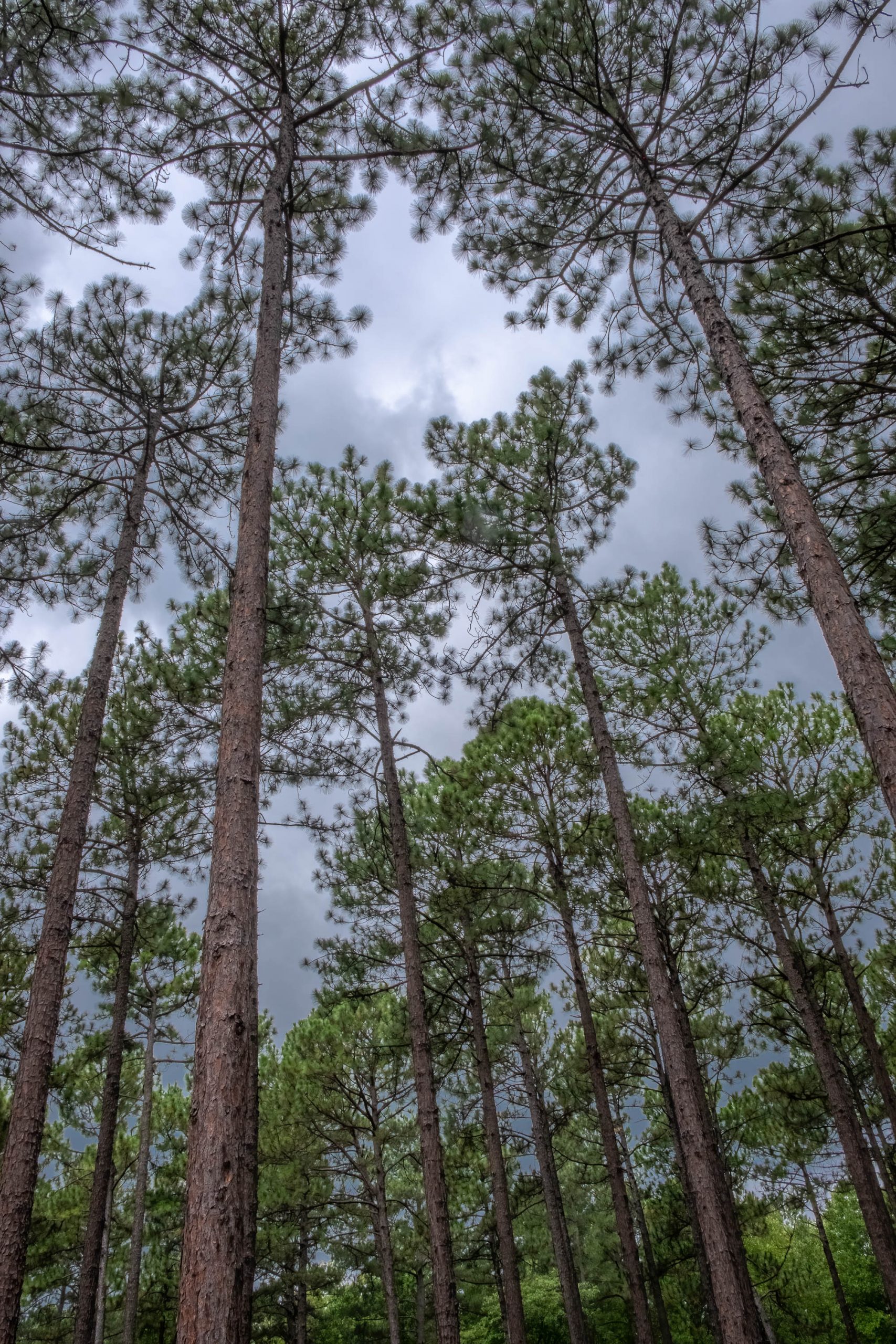 Longleaf Pine