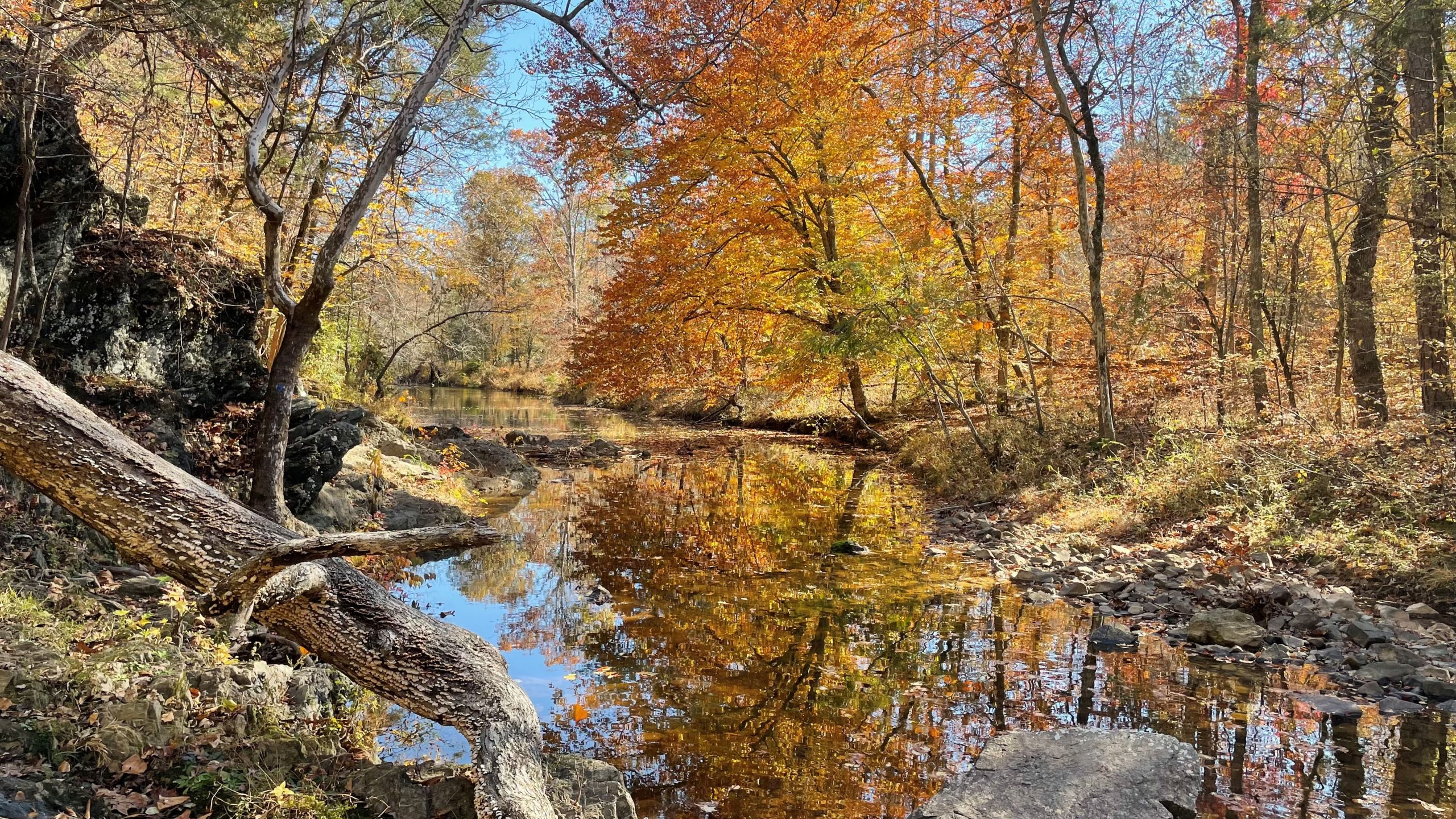 New Hope Creek Biodiversity Day